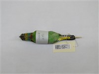 藏品(五色鳥)的圖片